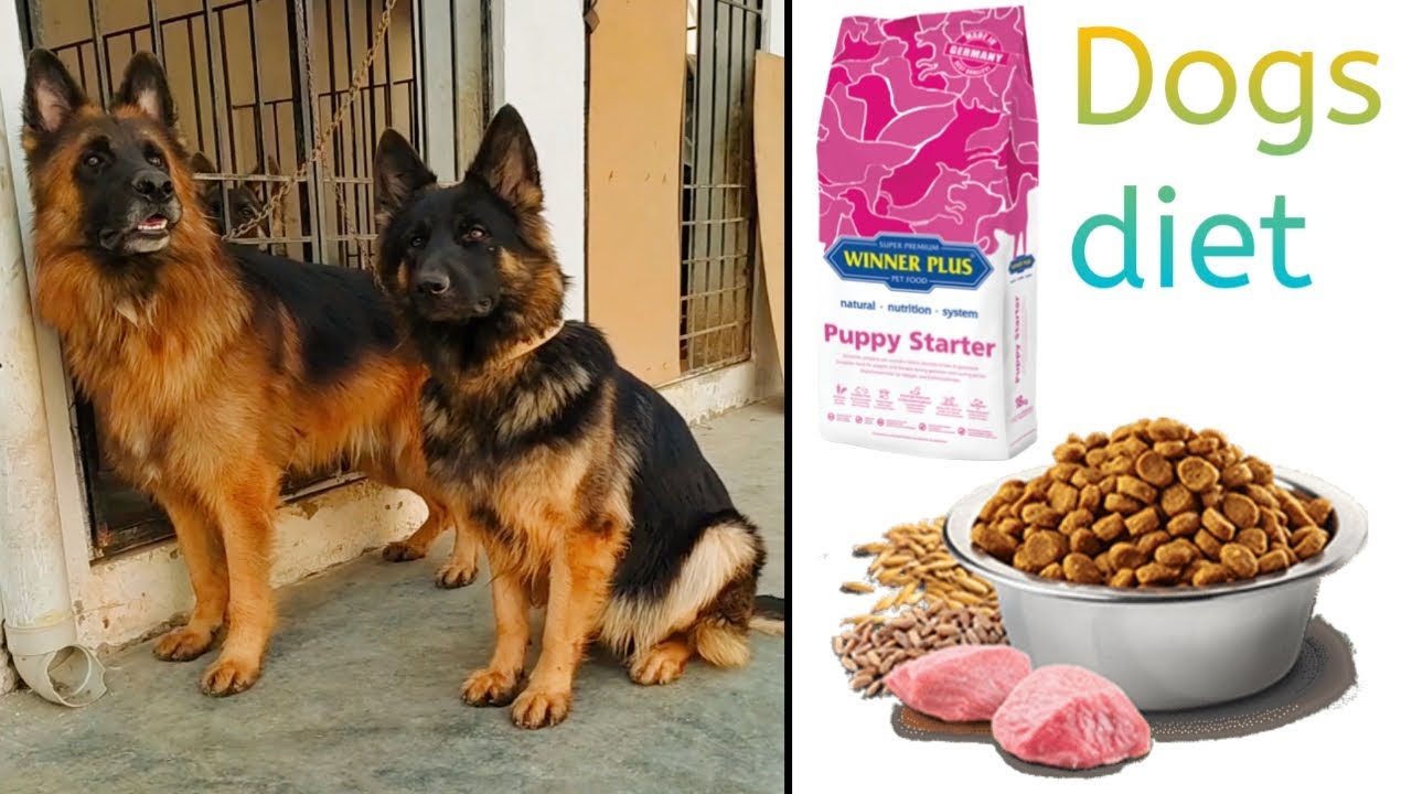 Doctor long coat german shepherd diet Best dog food german
