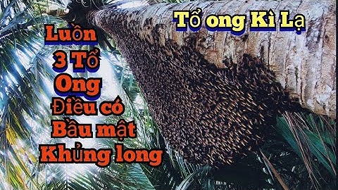 Lần Đầu Tiên Gặp Cây Dừa Đứng Sững Có Tổ Ong Khổng Lồ Đóng Ốp Thân | Honeycomb Closed Coconut Trunk.