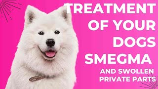 Understanding & Resolving Canine Smegma And Swollen Genital Issues