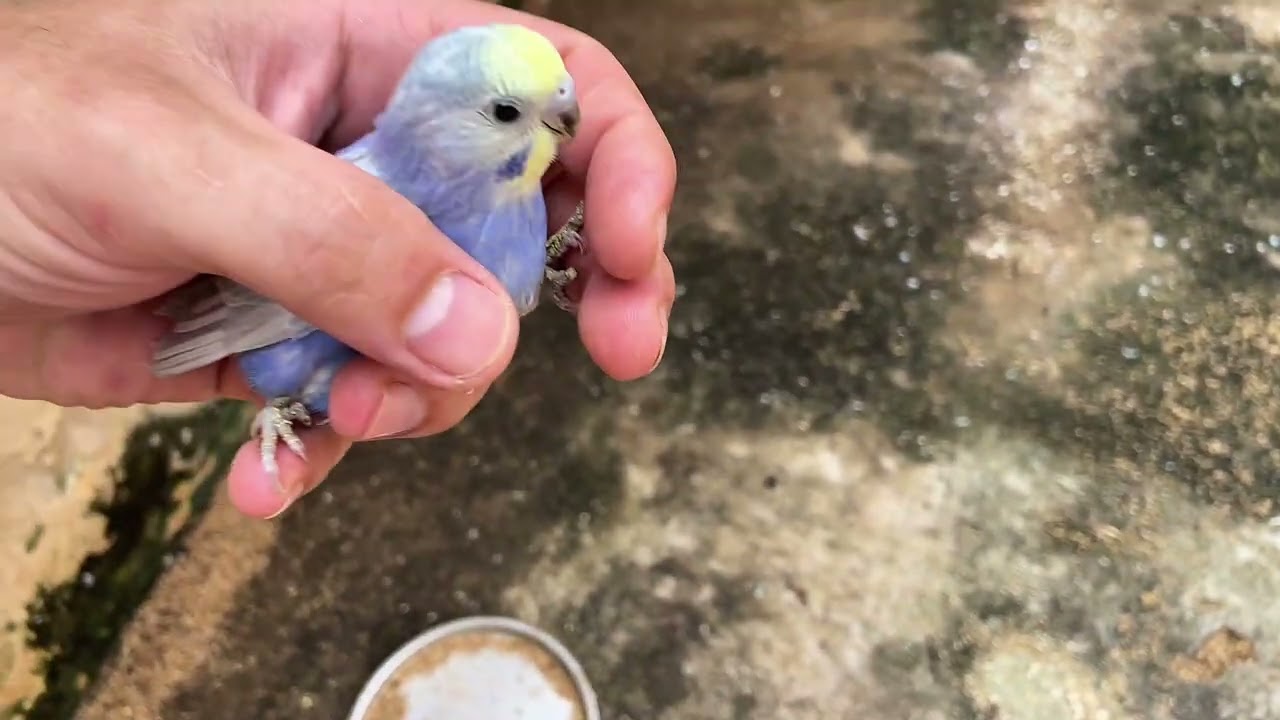 Mais uma novidade no criatório 