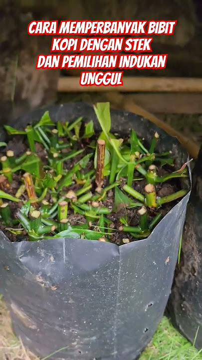 Perbanyak bibit kopi unggul dengan cara stek tunas air, agar tidakk merubah karakter buah dan batang