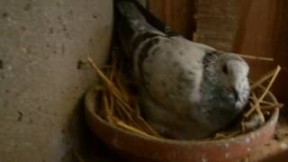 COMMENT JE FAIS MES CASIER EVOLUTION DE MES BEBE PIGEONS VOYAGEUR