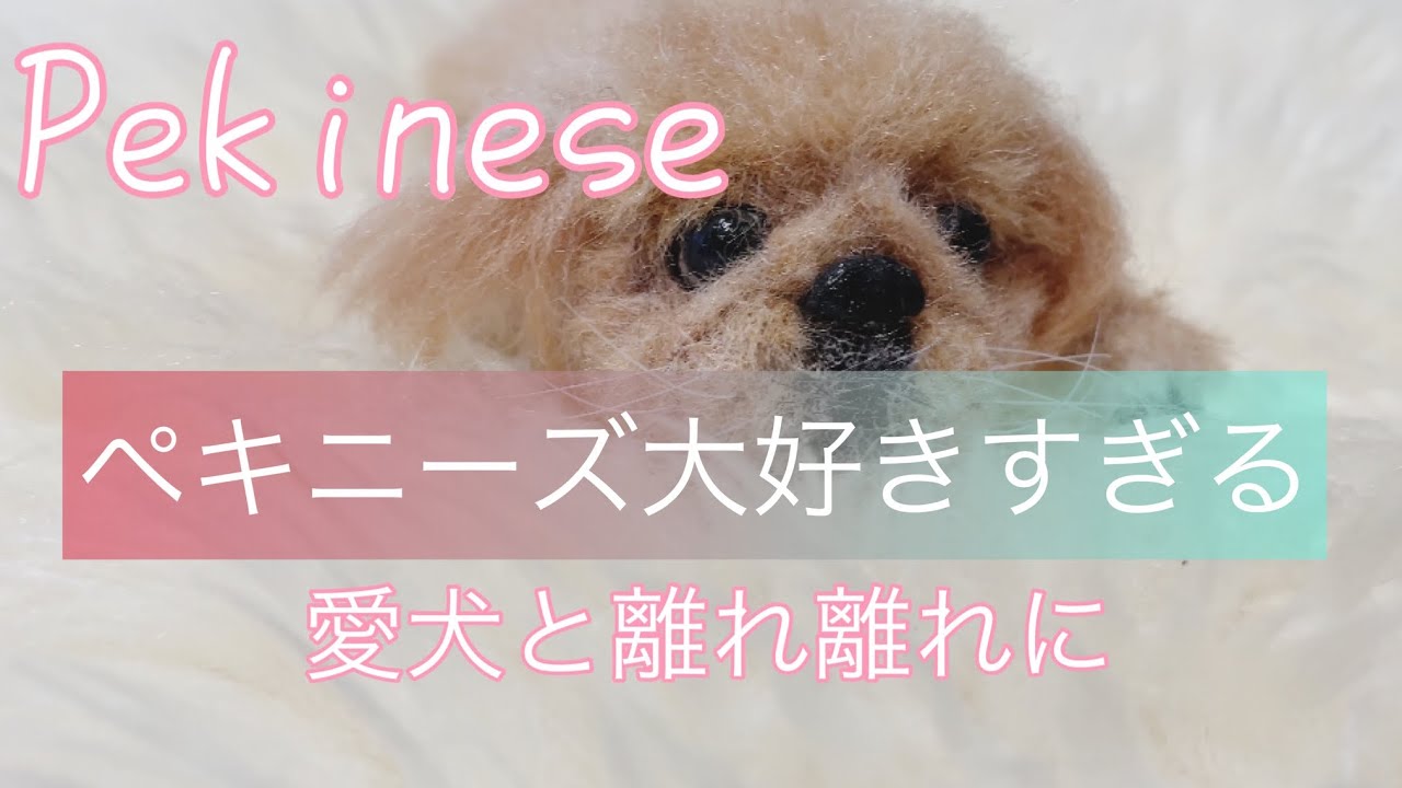 ペキニーズ】＃羊毛フェルト＃ペキニーズ＃Pekinese＃鼻ぺちゃ推し