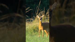 deer sounds to attract deer 🦌 deer sounds 😱