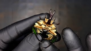 Look at how beautiful the beetles are! (Beetle ASMR)