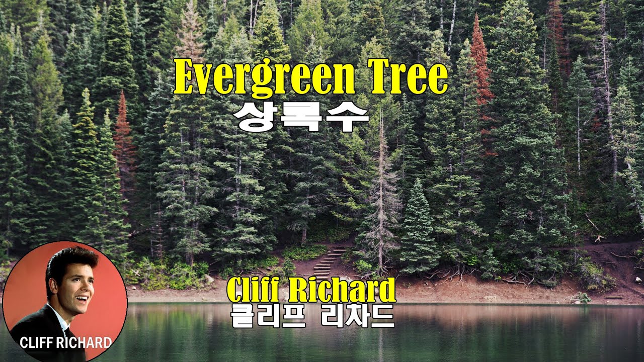 Evergreen Tree Cliff Richard (상록수 클리프 리차드)(1960) lyrics가사 해석 자막