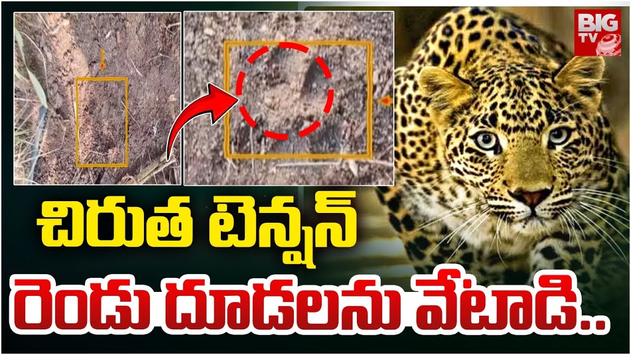 చిరుత టెన్షన్ రెండు దూడలను వేటాడి..  | Chirutha Hulchal in Anantapur District| Kalyanadurgam
