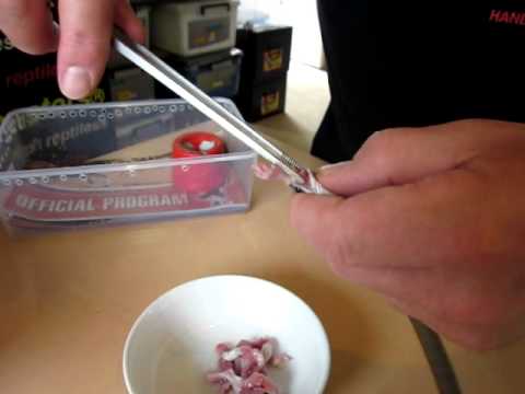 trademark meaning Force feeding snakes