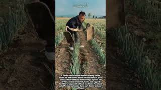 Amazing Onion Weeding Tool in Action! Fast Farming Hack #farming #agriculture #farmlife