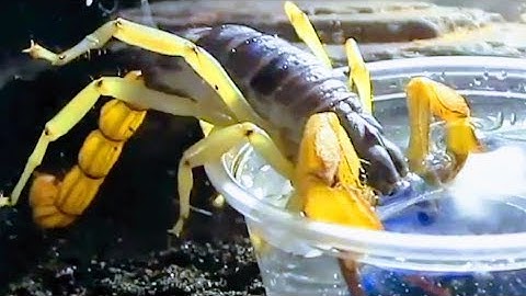 Advanced Desert Scorpion Care 1 (10 gal)