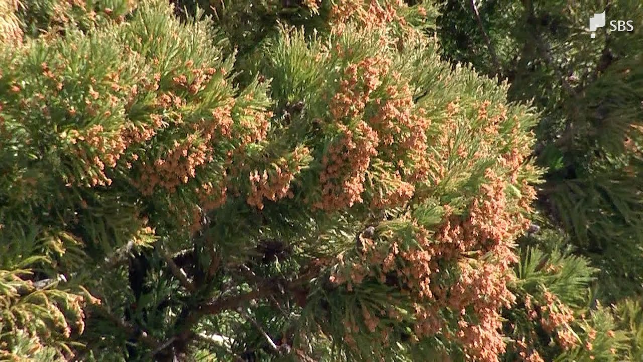 暖かくなり患者数も一気に増えてきました」スギ花粉ピークで今後は