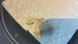 Silk Moths laying eggs