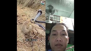 Rắn Hổ Mang  sô lô  với Cầy Mangut