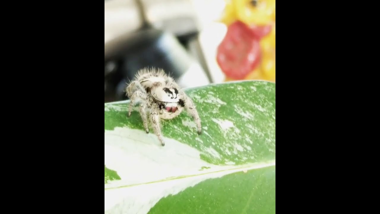 Pet Jumping Spider Head Tilts and Cuddles Are Adorable! - YouTube