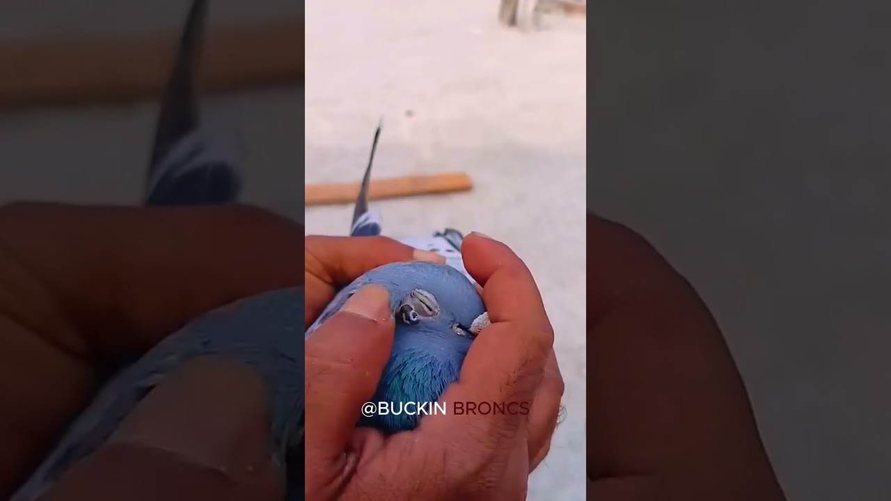 Satisfying Feather Follicle Removal 