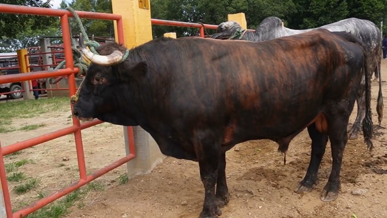 Mercado ganadero mas grande de todo mexico en ganado cebu 