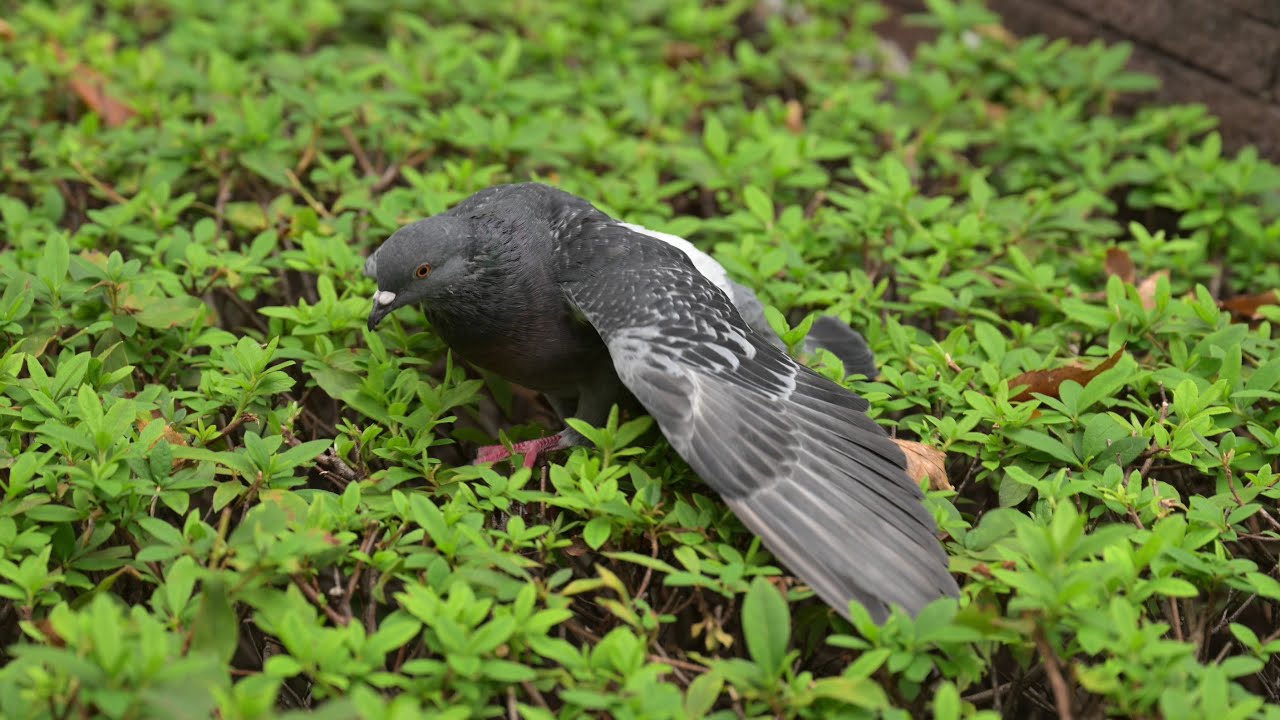 灌木の上でもがく鳩 NikonZ9 4K動画 - YouTube