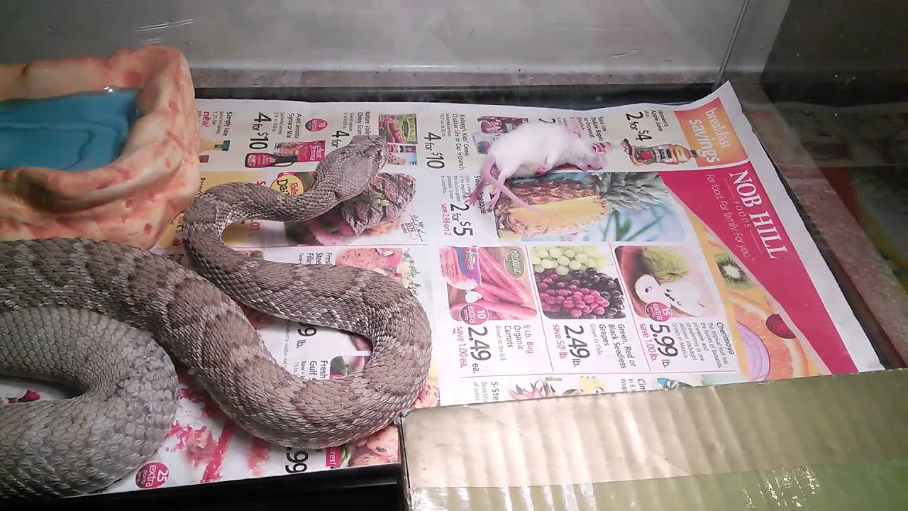 snakes.of.missouri Mojave live feeding