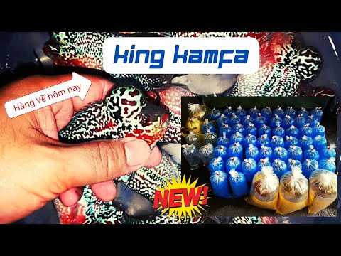 Video Bán cá la hán Saigon Fish lên sóng 8 bé King Kamfa... - youtube