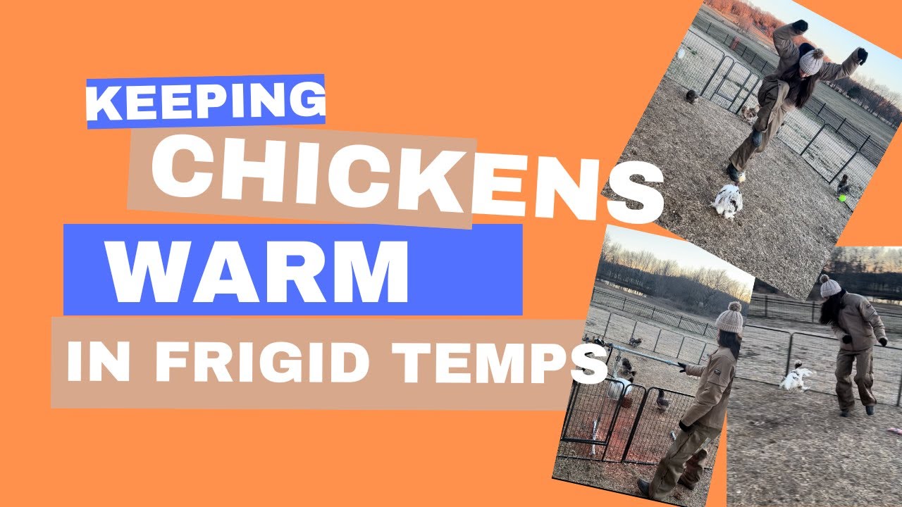 Winterizing My Silkie Chicken Coop in Oklahoma Battling the Cold and