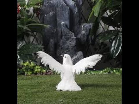 😂😂 Small and beautiful pigeon 😂😂حمامة جعفرى نادرة