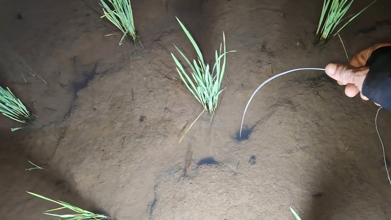 Ngobor Musim Hujan, Belut dan Ular Aktip Keluar