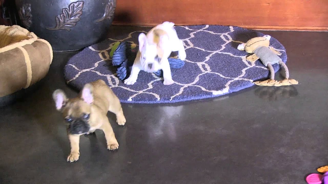 French Bulldog Puppies 7 weeks old