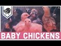 🐥 CHICKENS 🐤 Baby Chicks, Hen and Rooster 🐔 Farm Fun with Ariana ☀️