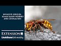 Invasive Species:  Asian Giant Hornet and Lookalikes