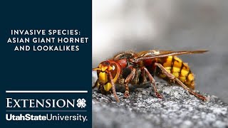 Invasive Species:  Asian Giant Hornet and Lookalikes