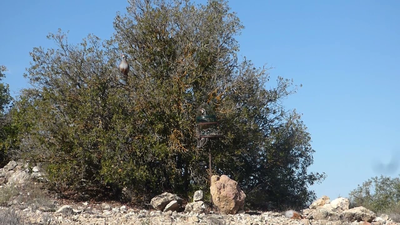 ÚNICO  Aguardo de Salvador Gambín  26 II 2026