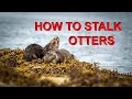 Beautiful Otters /  Pro Tips To Find Them | Wildlife Photography