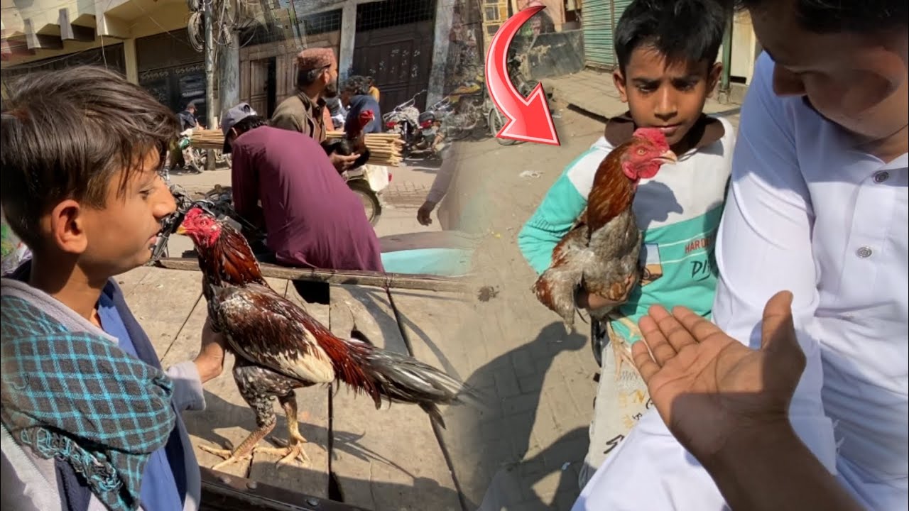 New Murga khareed liya 😍