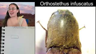 Sketch With Me: Insect Illustrations via Microscope (Click Beetle)