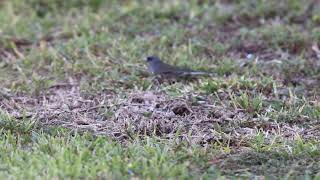 Dark-eyed Junco and White Crowned Sparrow; fall migration at beach october 31, 2020