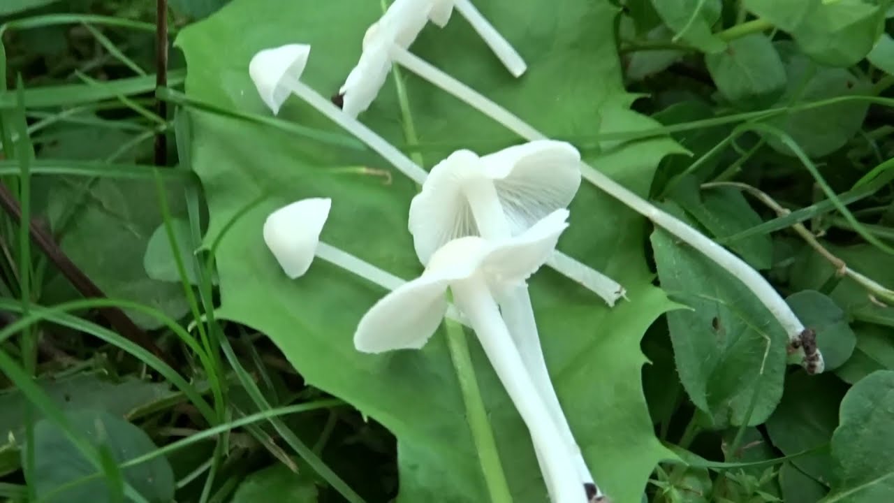 Białogrzybówka gipsowa (Hemimycena cucullata) - 17.08.2021, Nowa Huta, Kraków.