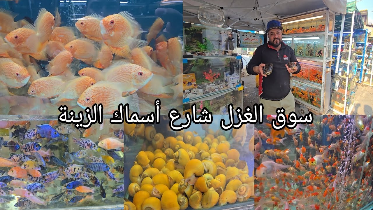 سوق الغزل جولة في عالم أسماك الزينة انواع كثيرة ونادرة من الأحياء المائية 2025/1/18