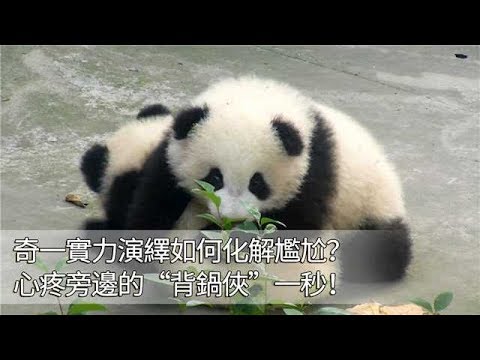 《熊貓早晚安》奇一實力演繹如何化解尷尬！心疼旁邊的“背鍋俠”一秒！ | iPanda