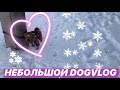 Небольшой зимний DogVlog