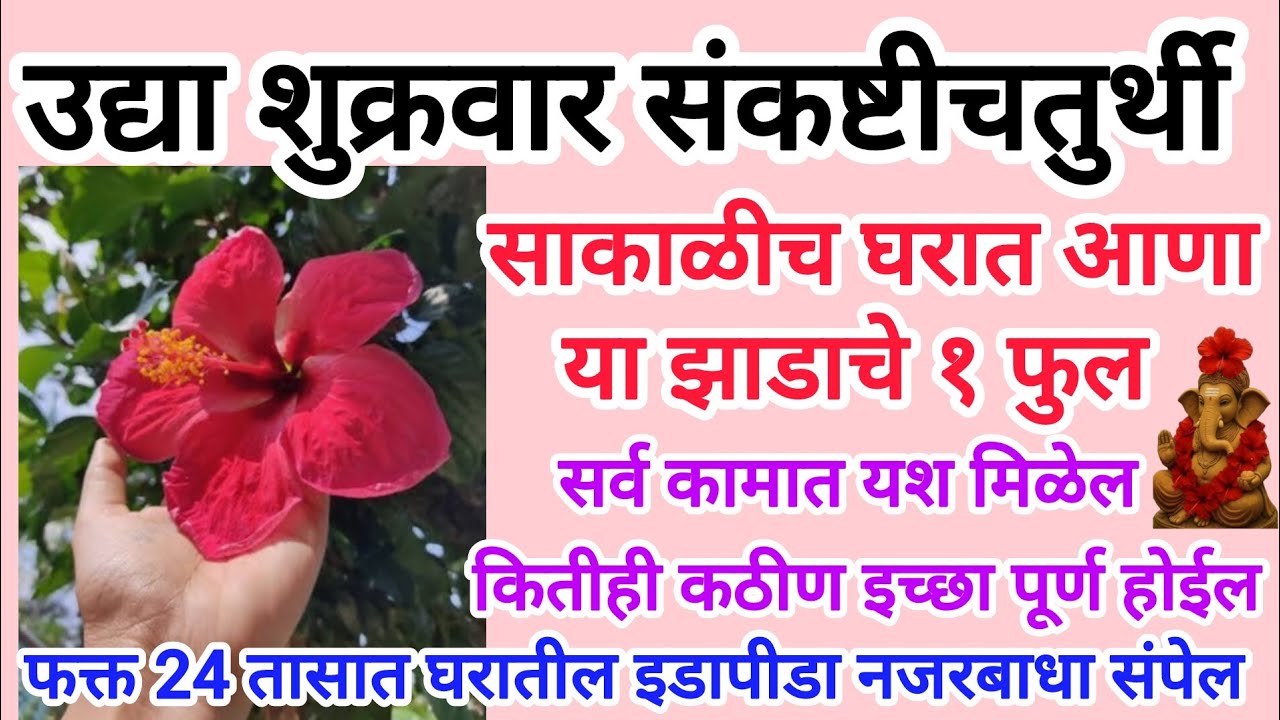 उद्या शुक्रवार #संकष्टीचतुर्थी सकाळीच घरात आणा या झाडाचे १ फुल, कितीही कठीण इच्छा ताबडतोब पूर्ण होईल