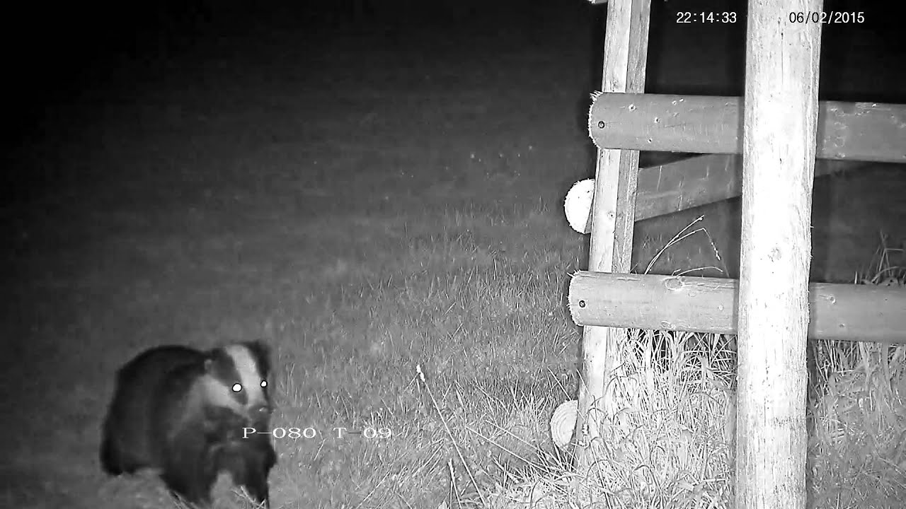 badger animal habitat Rural badger arrives, gets attacked and chased away - with sounds !