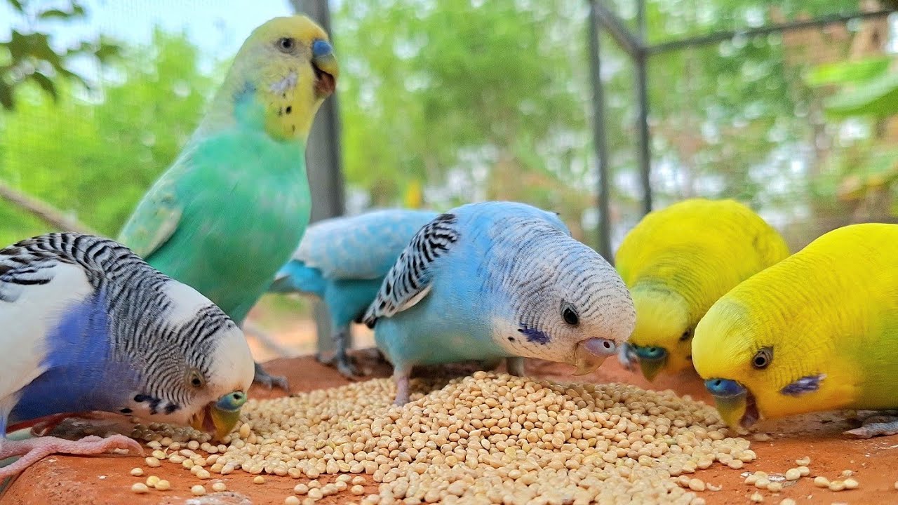 budgie sound for lonely budgie, my budgies sing sweet song so funny. Song is good for training bird.