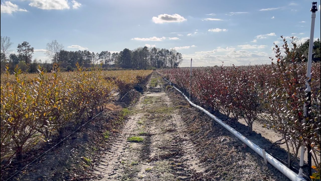 Blueberry Varieties: Keecrisp vs. Optimus + Overhead Frost Protection 🫐❄️ I The Blueberry Barn