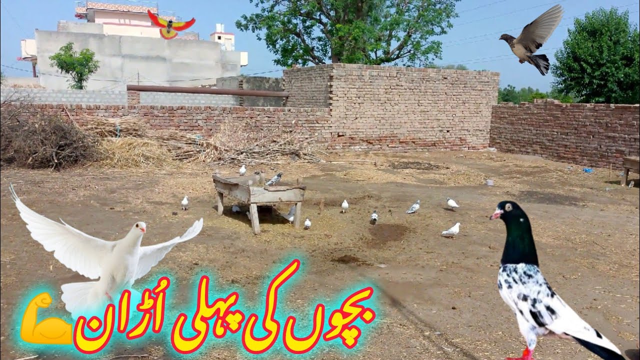Kabooter Urra Dia💪 ll Bachoon Ki Pehlii Phirat😍