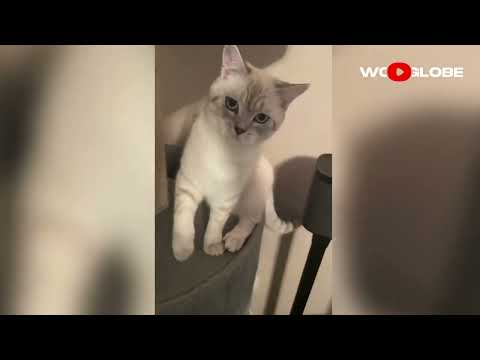 Cats & Dogs Being Absolutely Hilarious — These Moments Are Too Funny 😂🐱🐶