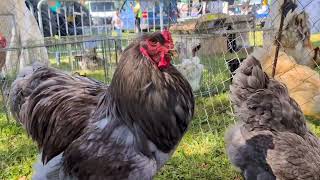 Brahma roosters measuring their strenght