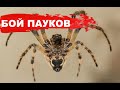 БОЙ ПАУКОВ | КРЕСТОВИК VS ВОРОНКОВЫЙ ПАУК | ВОРОНКОВЫЙ ПАУК МЕНЯЕТ КОЖУ!!!