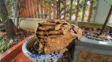 Bắt Giúp Nhà Ông Chú Tổ Ong Trên Chậu Hoa To Hơn Cả Cái Thúng