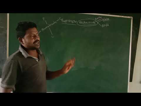 III B.Sc Zoology | కేంద్రక ఆమ్లాల లక్షణాలు , మరియు వర్గీకరణ | DNA  నిర్మాణం