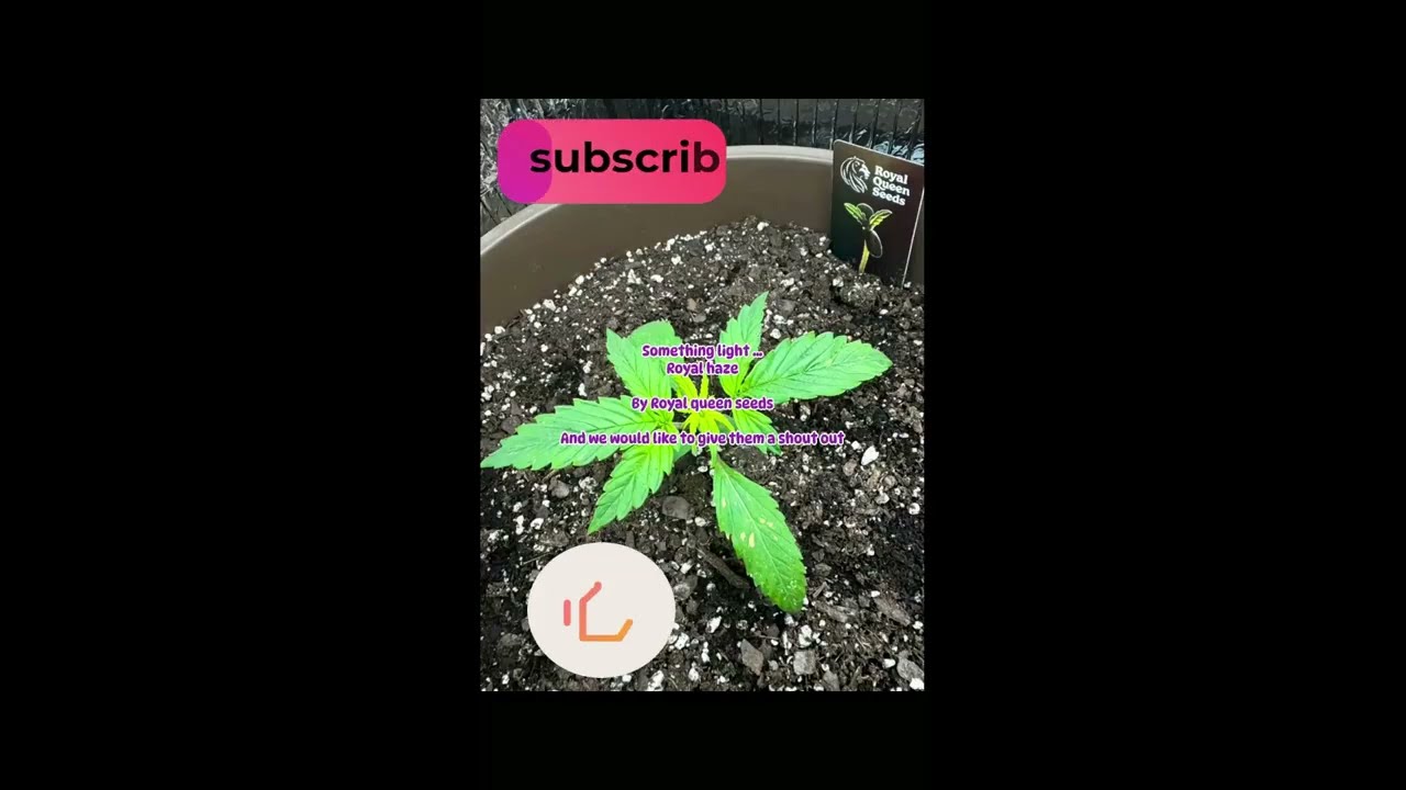 Watch Royal Haze Go From Seed to Sticky Harvest ..................................edited with Movavi